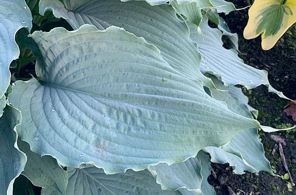 hosta WIND BENEATH my WINGS large giant blue hostas wavy twisted ruffled thick perennial = 1 Potted Garden Plant