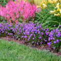 campanula VIOLET TEACUPS colorful bellflower fast purple flowers hardy perennial = 1 Potted Garden Plant