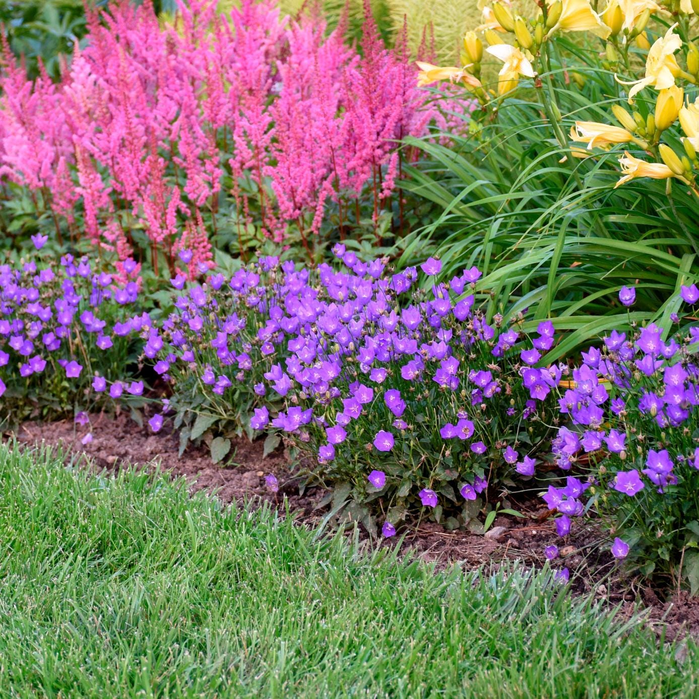 campanula VIOLET TEACUPS colorful bellflower fast purple flowers hardy perennial = 1 Potted Garden Plant