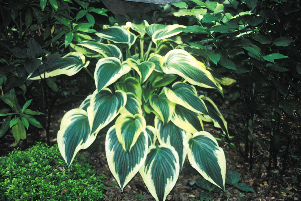 hosta FANTABULOUS large dark rare perennial = 1 Potted Garden Plant
