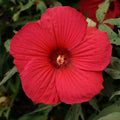 hibiscus FIREBALL huge red flowers hardy perennial = 1 Potted Garden Plant
