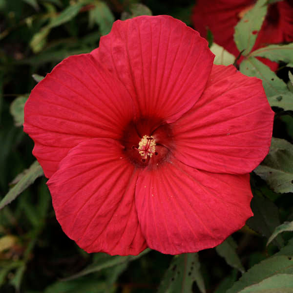 hibiscus FIREBALL huge red flowers hardy perennial = 1 Potted Garden Plant