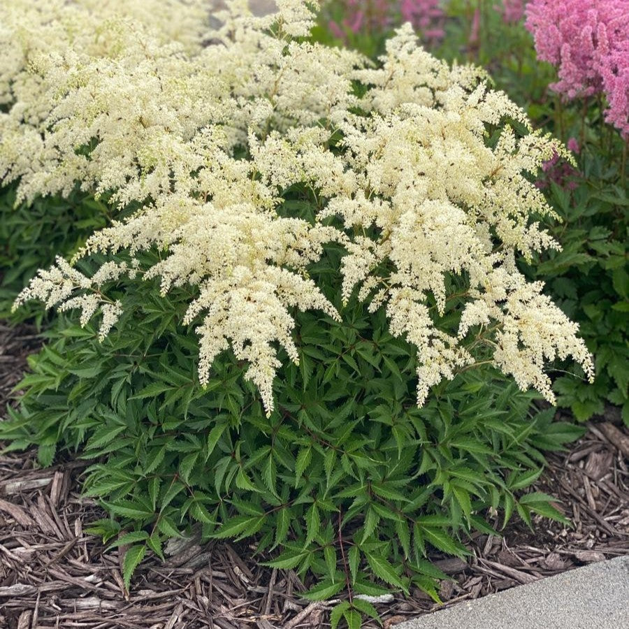 astilbe FIREWORKS WHITE sun shade unique flower hardy perennial = 1 Potted Garden Plant