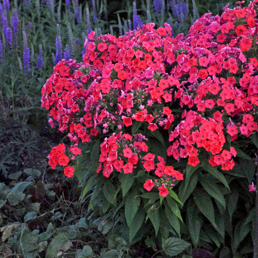 Phlox FLAME CORAL tall flowers hardy perennial = 1 Potted Garden Plant