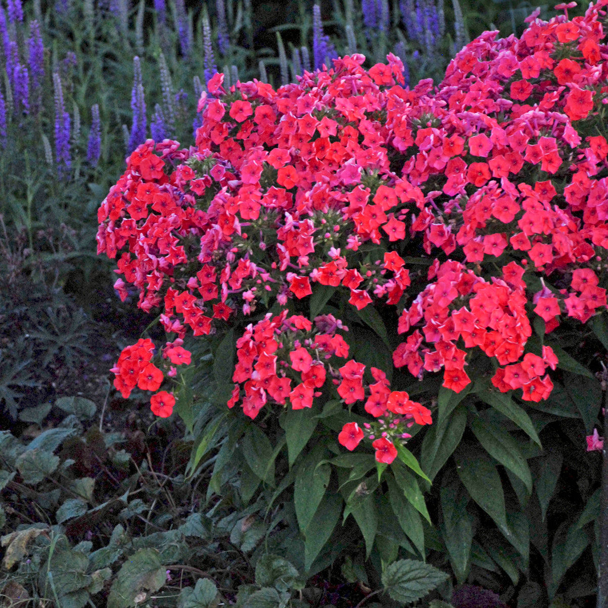 Phlox FLAME CORAL tall flowers hardy perennial = 1 Potted Garden Plant