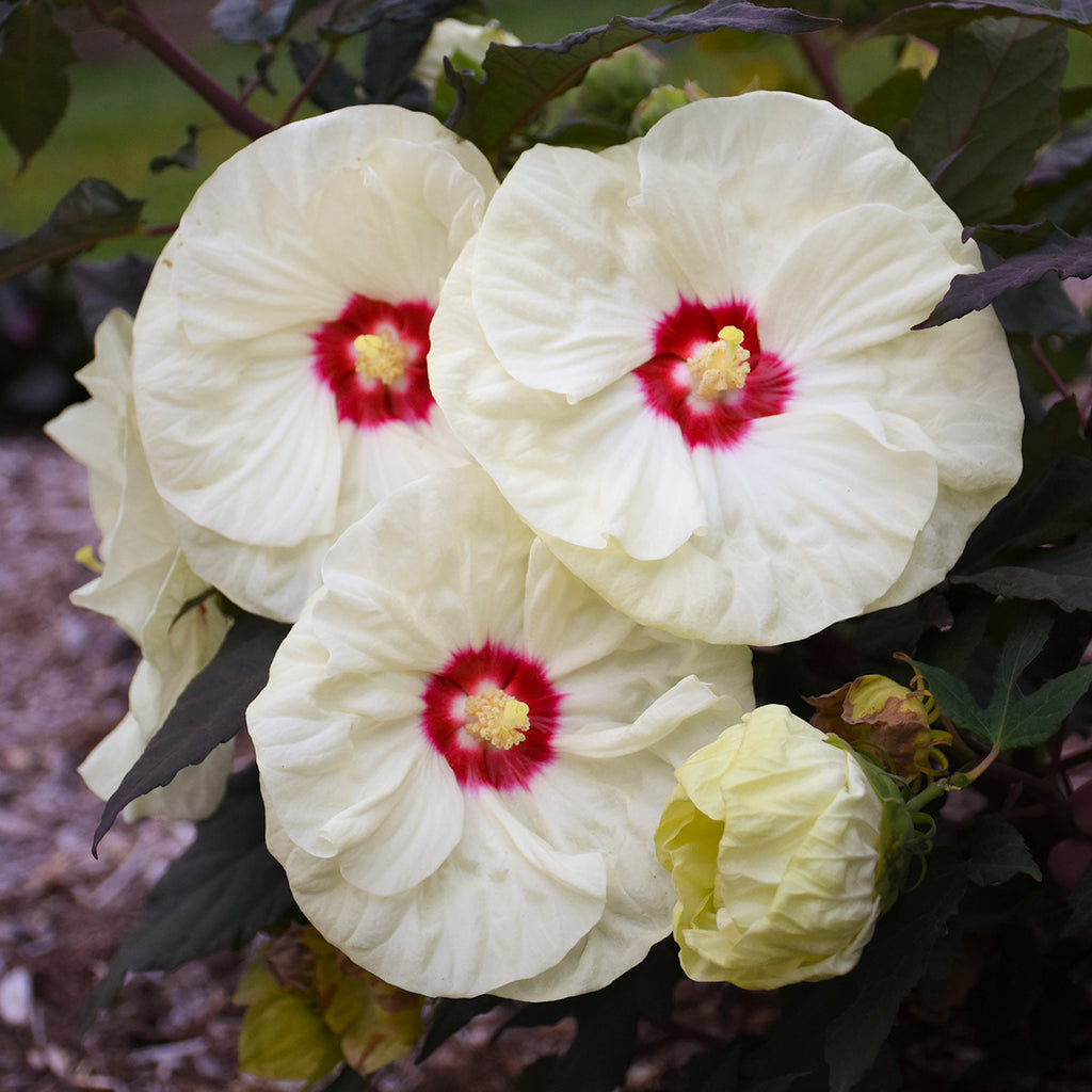 hibiscus FRENCH VANILLA huge cream flowers hardy perennial = 1 Potted Garden Plant
