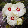 hibiscus FRENCH VANILLA huge cream flowers hardy perennial = 1 Potted Garden Plant