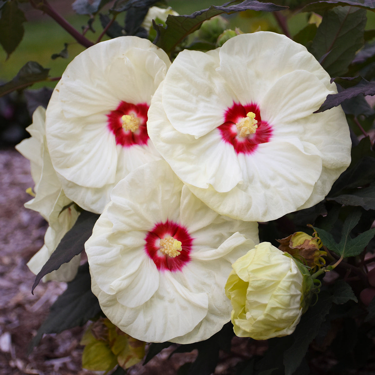 hibiscus FRENCH VANILLA huge cream flowers hardy perennial = 1 Potted Garden Plant