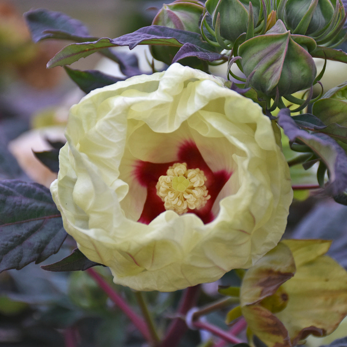 hibiscus FRENCH VANILLA huge cream flowers hardy perennial = 1 Potted Garden Plant
