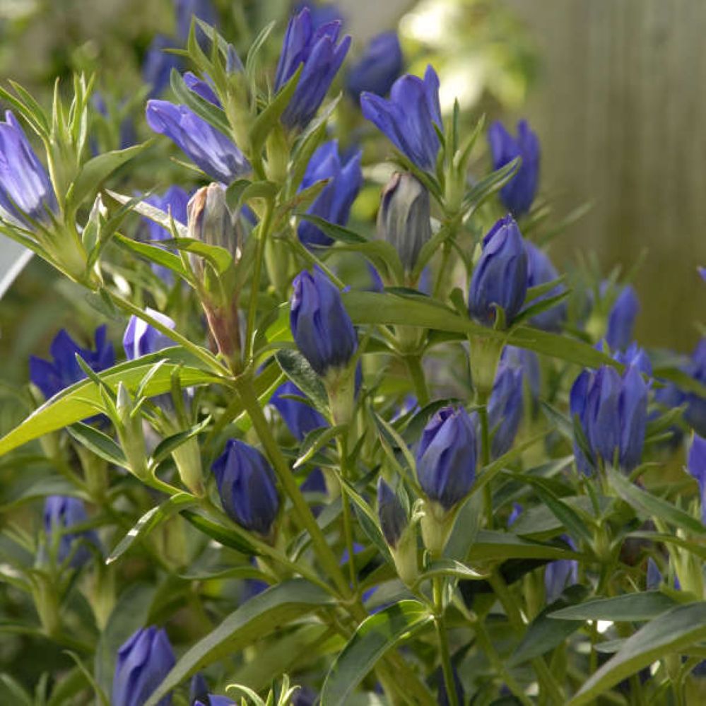 gentiana TRUE BLUE flowers upright hardy perennial = 1 Potted Garden Plant