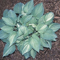 hosta GHOST SPIRIT medium streaked rare shade perennial = 1 Potted Garden Plant