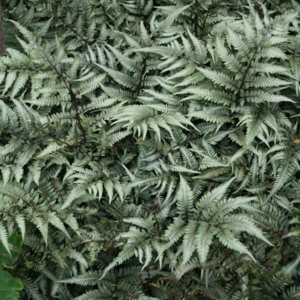 Fern GODZILLA athyrium Japanese Painted shade perennial = 1 Potted Garden Plant