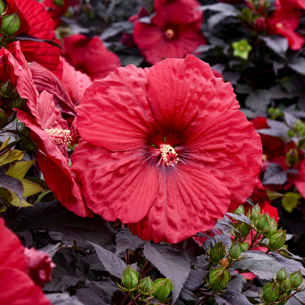 hibiscus HOLY GRAIL huge deep red flowers hardy perennial = 1 Potted Garden Plant