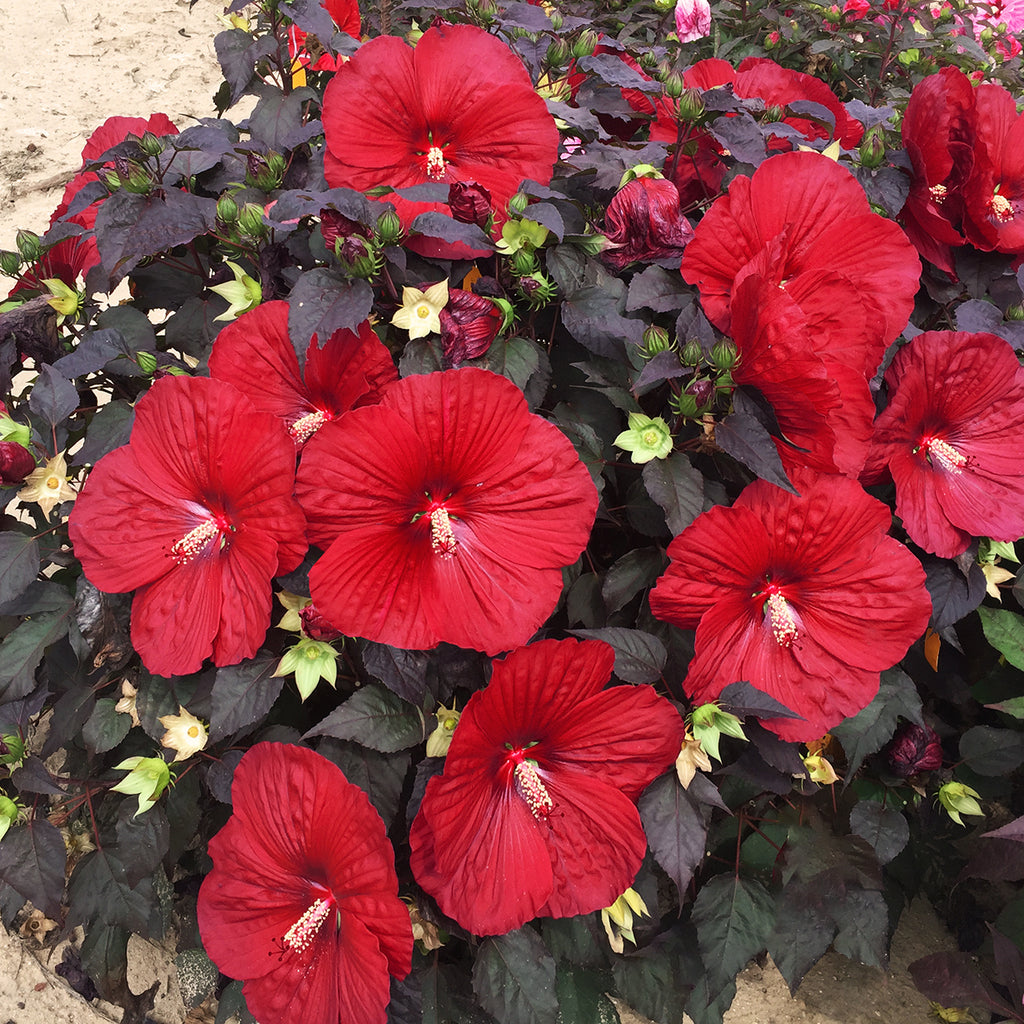 hibiscus HOLY GRAIL huge deep red flowers hardy perennial = 1 Potted Garden Plant