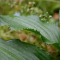 hosta JAWS small serrated rare new shade perennial = 1 Potted Garden Plant