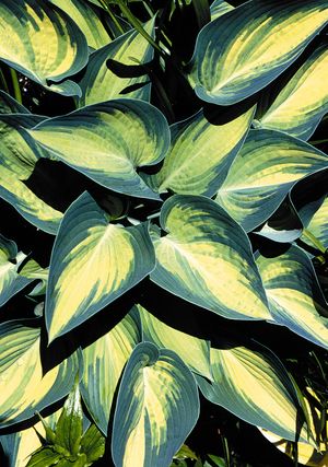 hosta JUNE medium award winning shade perennial = 1 Potted Garden Plant