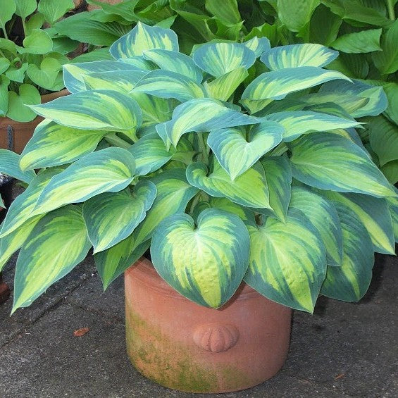 hosta JUNE medium award winning shade perennial = 1 Potted Garden Plant