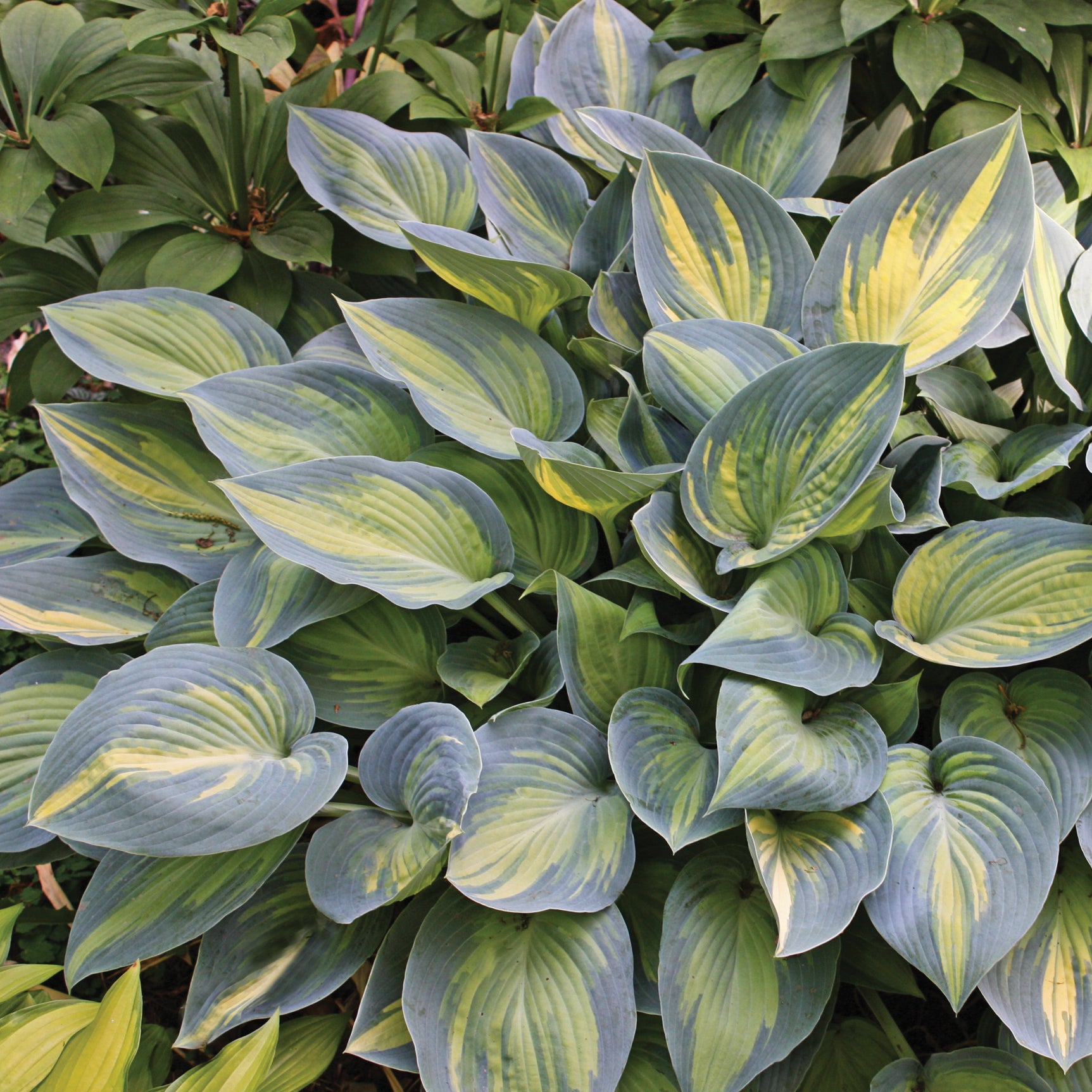 hosta JUNE medium award winning shade perennial = 1 Potted Garden Plant