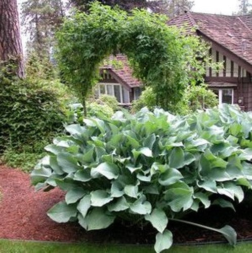 hosta KROSSA REGAL large popular shade perennial = 1 Potted Garden Plant
