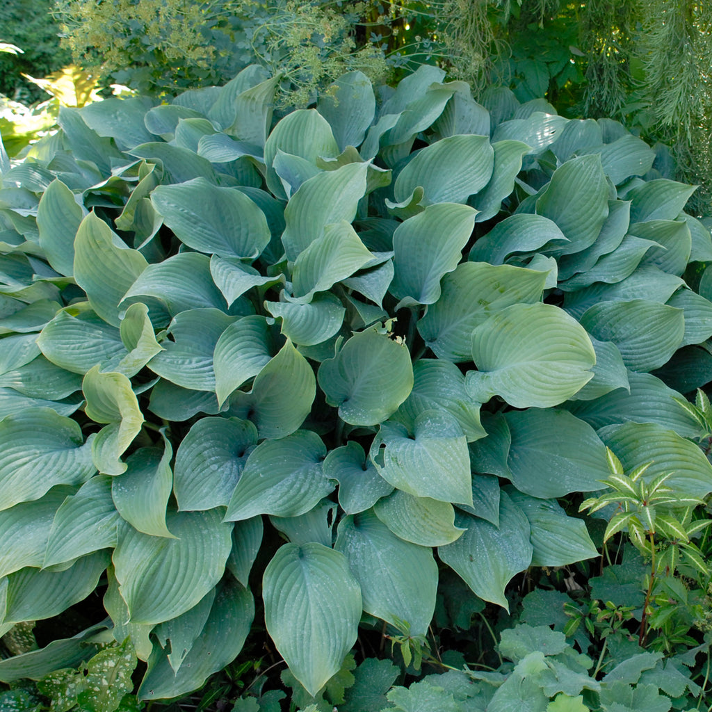 hosta KROSSA REGAL large popular shade perennial = 1 Potted Garden Plant
