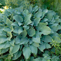 hosta KROSSA REGAL large popular shade perennial = 1 Potted Garden Plant