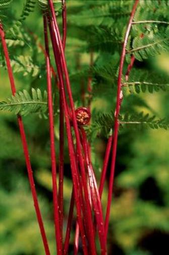 fern LADY IN RED Athyrium felix-forma shade hardy perennial = 1 Potted Garden Plant