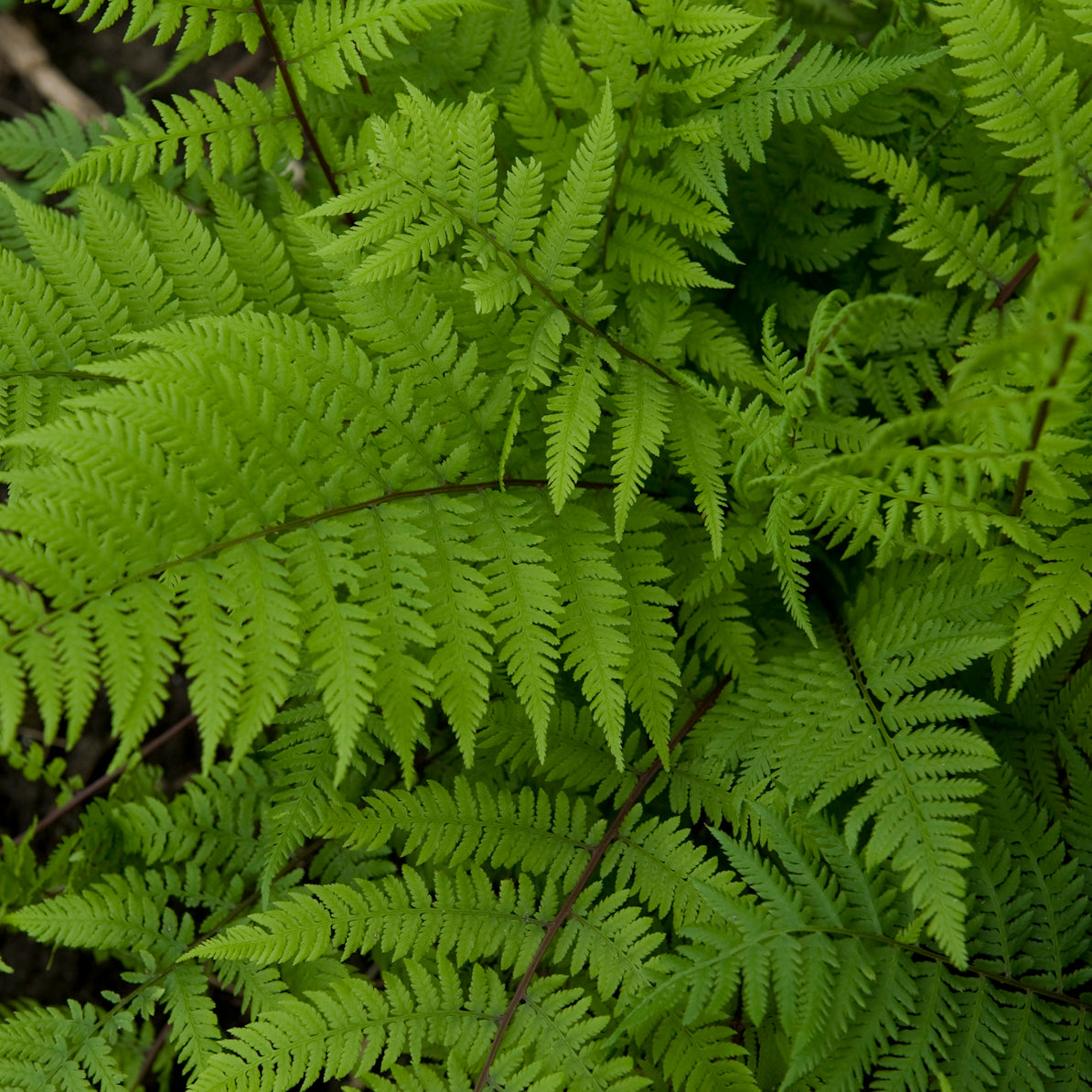 fern LADY IN RED Athyrium felix-forma shade hardy perennial = 1 Potted Garden Plant