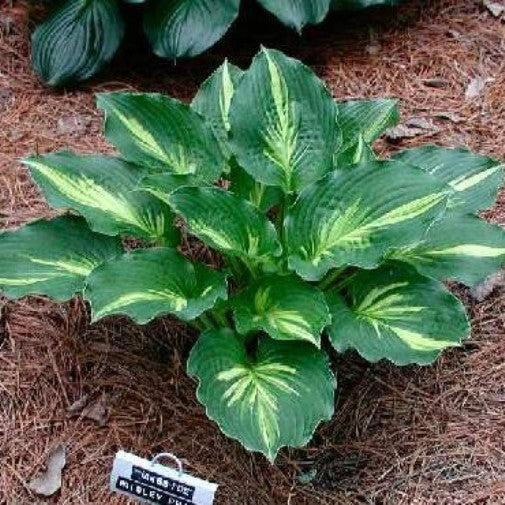 hosta LAKESIDE PAISLEY PRINT small award winning shade perennial = 1 Potted Garden Plant