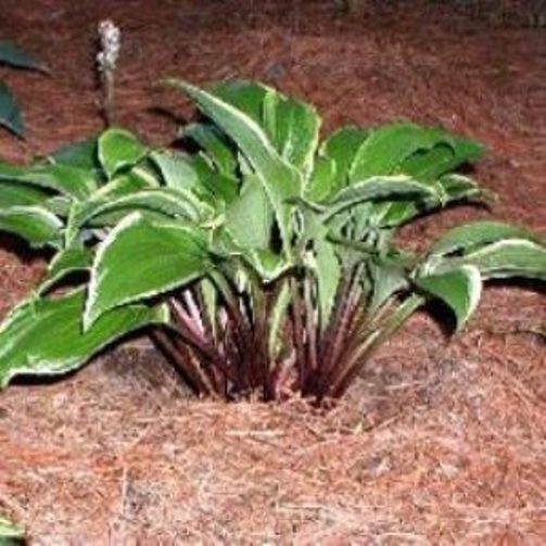 hosta LAKESIDE ZESTY ZENO small upright red shade perennial = 1 Potted Garden Plant
