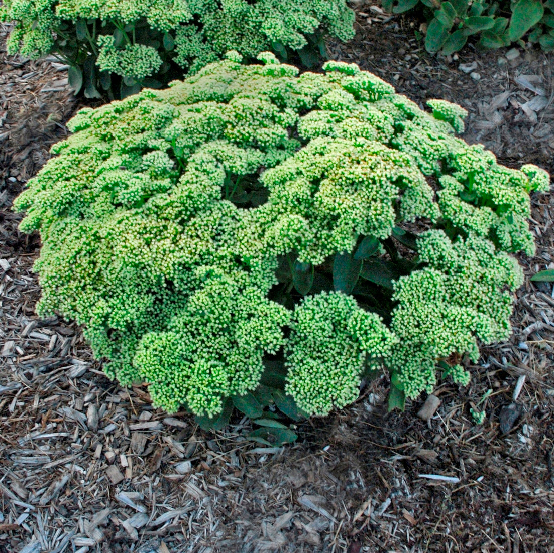 sedum LEMONJADE succulent drought tolerant hardy perennial = 1 Potted Garden Plant