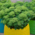 sedum LEMONJADE succulent drought tolerant hardy perennial = 1 Potted Garden Plant