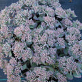sedum LIDAKENSE succulent drought tolerant low hardy perennial = 1 Potted Garden Plant