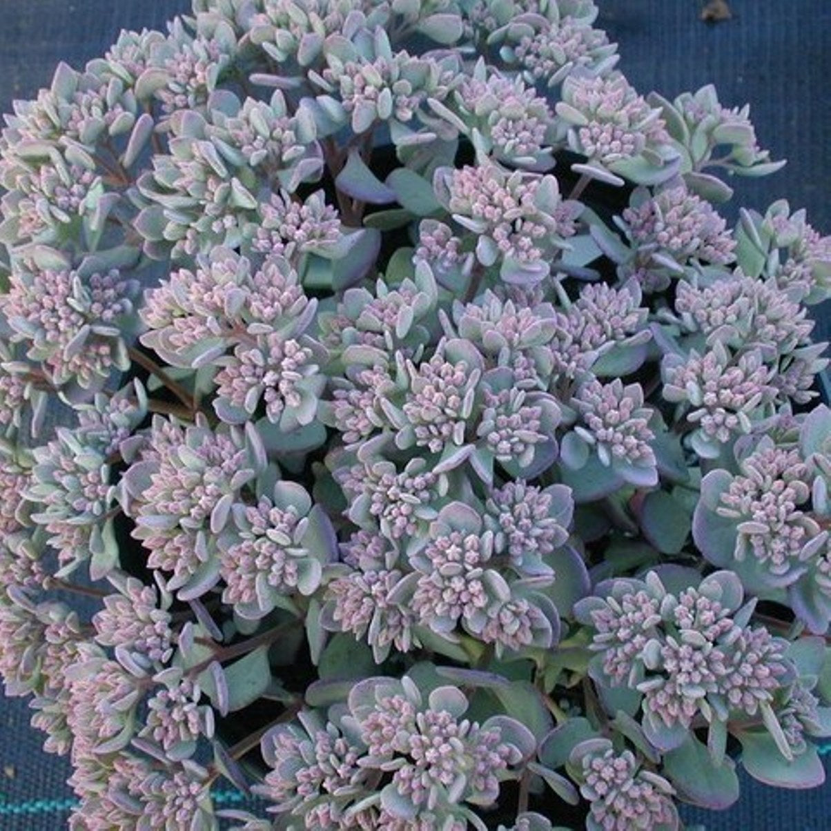 sedum LIDAKENSE succulent drought tolerant low hardy perennial = 1 Potted Garden Plant