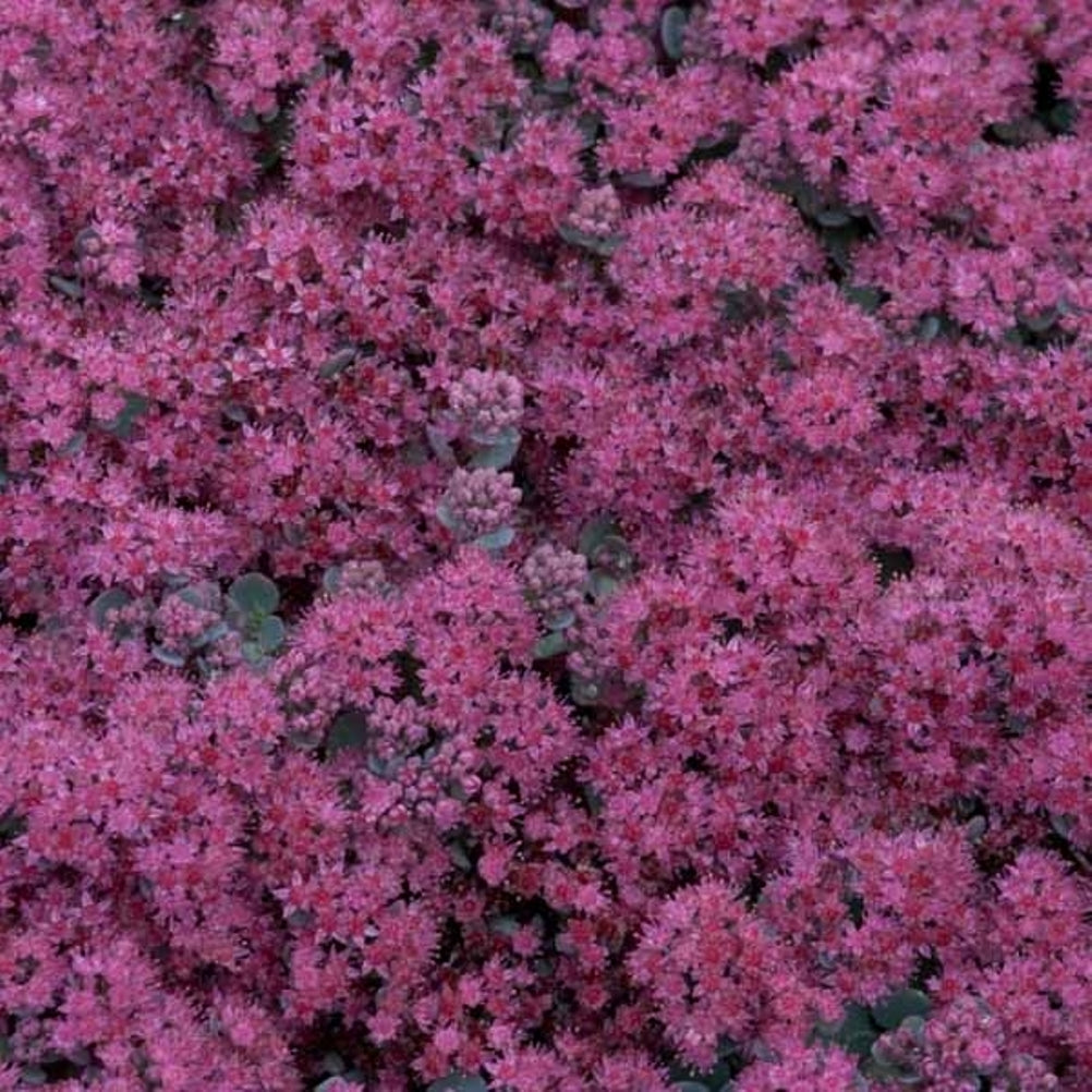 sedum LIDAKENSE succulent drought tolerant low hardy perennial = 1 Potted Garden Plant