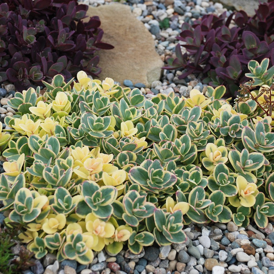 sedum LIME TWISTER succulent drought tolerant hardy perennial = 1 Potted Garden Plant