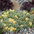 sedum LIME TWISTER succulent drought tolerant hardy perennial = 1 Potted Garden Plant