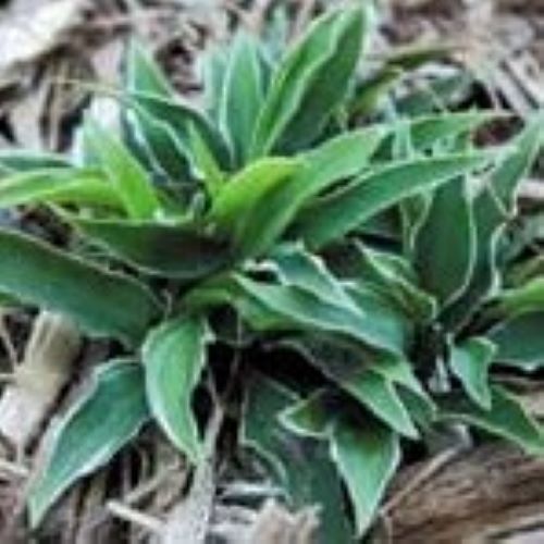 hosta LITTLE DEVIL mini rare new shade perennial = 1 Potted Garden Plant