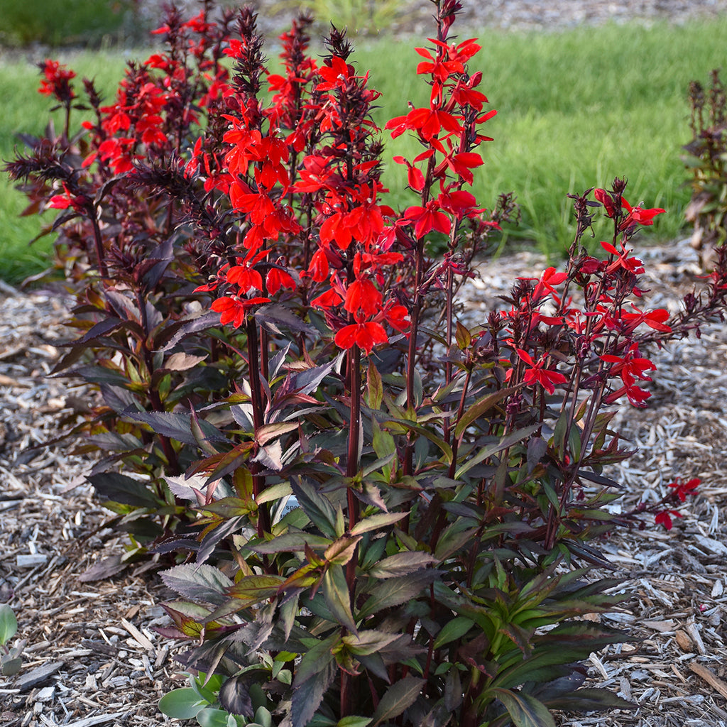 lobelia STARSHIP SCARLET BRONZE Cardinal Flower native hardy perennial = 1 Potted Garden Plant