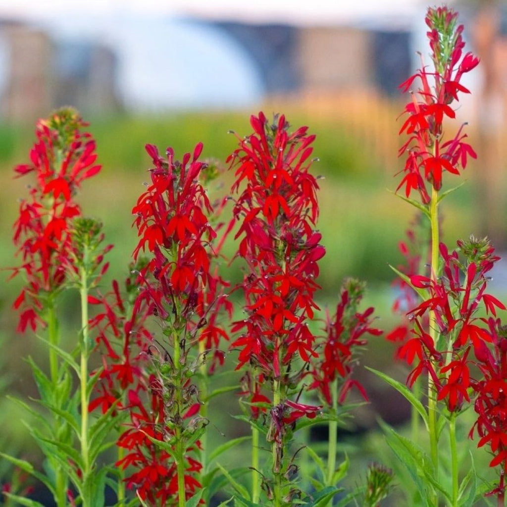 lobelia CARDINALIS red Cardinal Flower native hardy perennial = 1 Potted Garden Plant