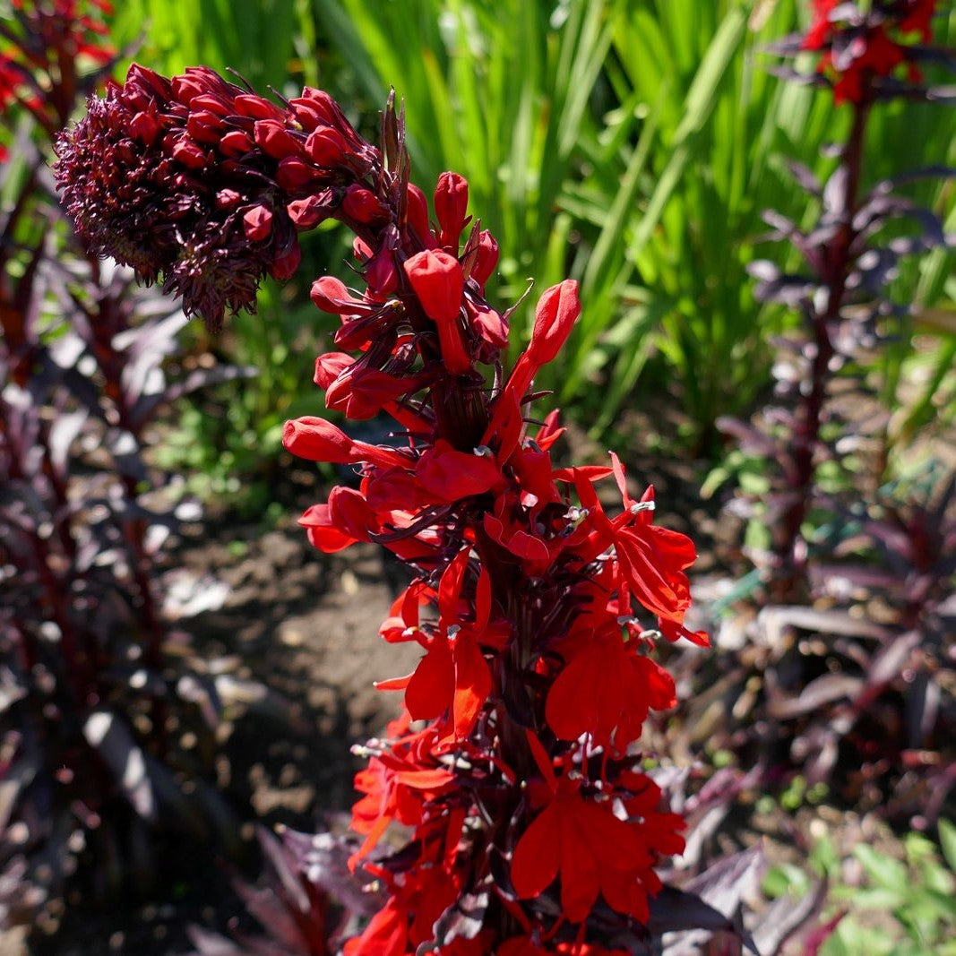 lobelia QUEEN VICTORIA cardinalis Cardinal Flower native hardy perennial = 1 Potted Garden Plant