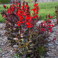 lobelia STARSHIP SCARLET BRONZE Cardinal Flower native hardy perennial = 1 Potted Garden Plant