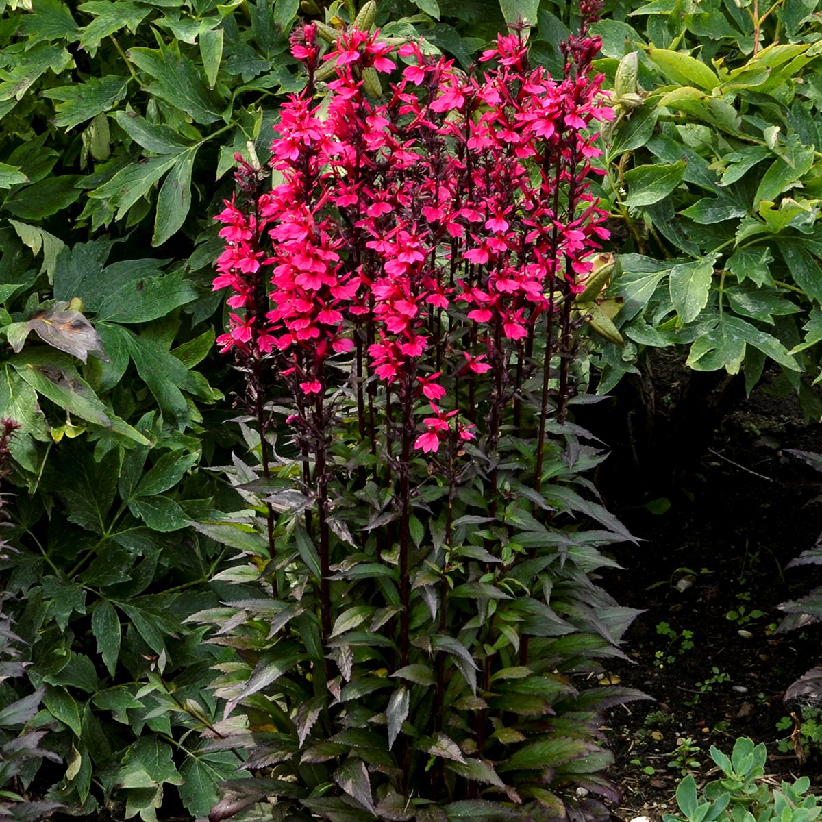 lobelia STARSHIP DEEP ROSE Cardinal Flower native hardy perennial = 1 Potted Garden Plant