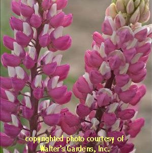 lupine The Chatelaine pink flowers lupinus hybrid = 1 Potted Garden Plant