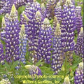 lupine THE GOVERNOR new lupinus blue hardy perennial = 1 Potted Garden Plant