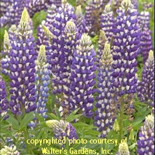 lupine THE GOVERNOR new lupinus blue hardy perennial = 1 Potted Garden Plant