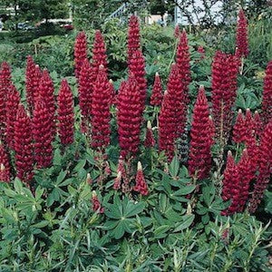 lupine MY CASTLE new lupinus red hardy perennial = 1 Potted Garden Plant