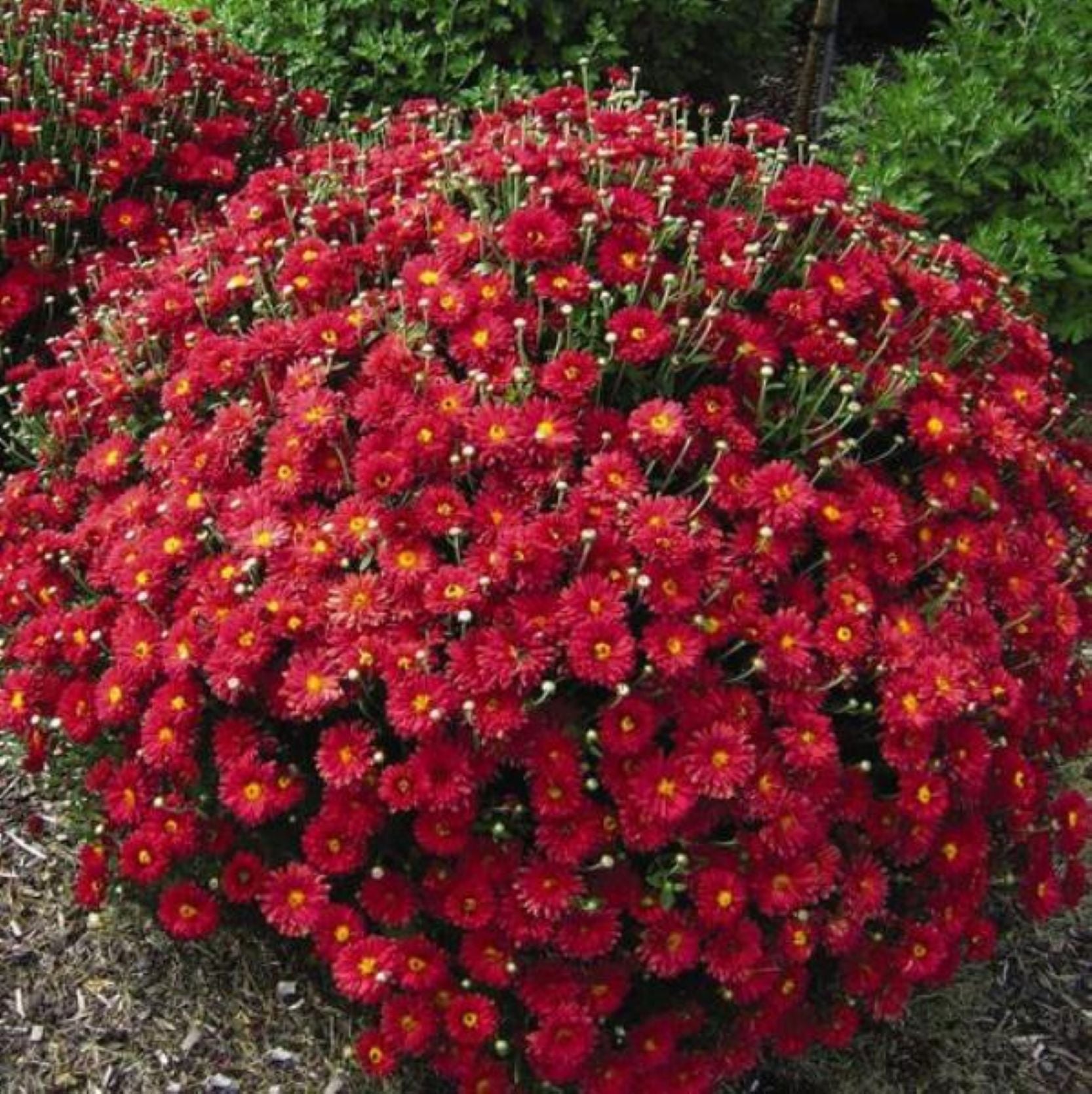 mum MAMMOTH RED DAISY flowers dendranthemum hardy perennial = 1 Potted Garden Plant