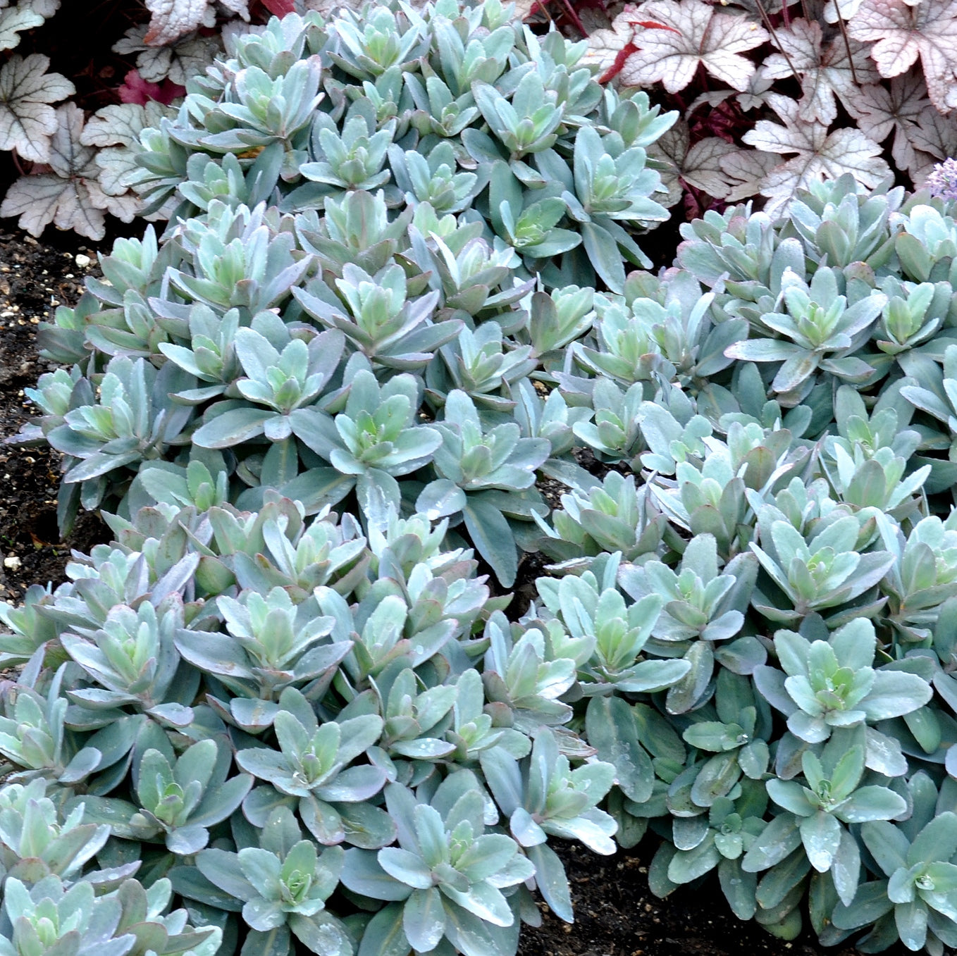 sedum MARINA succulent drought tolerant hardy perennial = 1 Potted Garden Plant