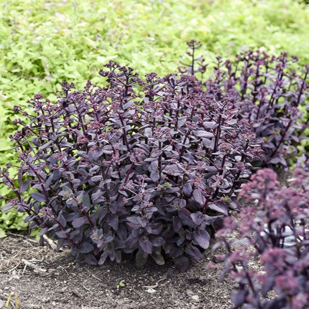sedum MIDNIGHT VELVET upright hardy dark purple stonecrop pink flowers new perennial = 1 Potted Garden Plant