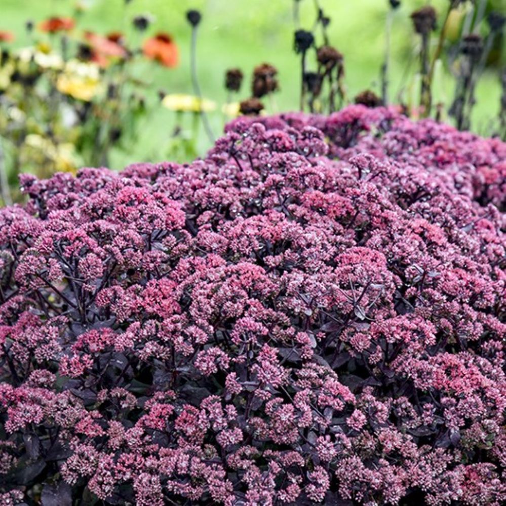 sedum MIDNIGHT VELVET upright hardy dark purple stonecrop pink flowers new perennial = 1 Potted Garden Plant